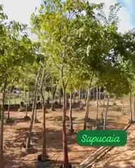 Vídeo: Sapucaia no viveiro do Horto Moura Brasil (etiqueta: “Sapucaia”).