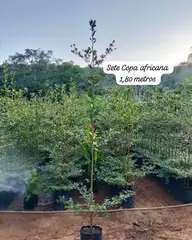 Foto: Sete-copas-africana no viveiro do Horto Moura Brasil (etiqueta: “Sete Copa africana 1,80 metros”).