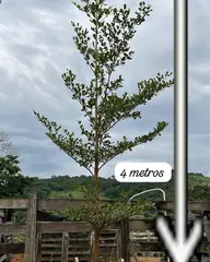 Foto: Sete-copas-africana no viveiro do Horto Moura Brasil (etiqueta: “4 metros | Sete copas africana”).