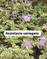 Foto: Asistásia variegada no viveiro do Horto Moura Brasil (etiqueta: “Assistacia variegata”).