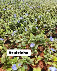 Foto: Azulzinha no viveiro do Horto Moura Brasil (etiqueta: “Azulzinha”).
