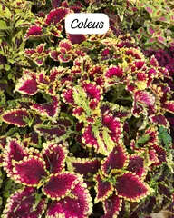 Foto: Coleus no viveiro do Horto Moura Brasil (etiqueta: “Coleus”).