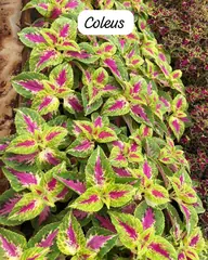 Foto: Coleus no viveiro do Horto Moura Brasil (etiqueta: “Coleus”).