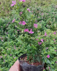 Foto: Érica rosa no viveiro do Horto Moura Brasil (etiqueta: “Erica rosa”).