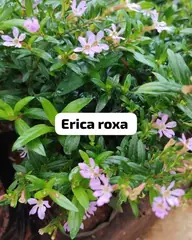 Foto: Érica roxa no viveiro do Horto Moura Brasil (etiqueta: “Erica roxa”).