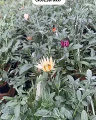Foto: Gazânia no viveiro do Horto Moura Brasil (etiqueta: “Gazania”).