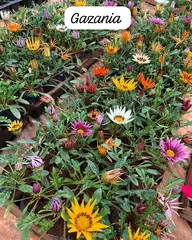 Foto: Gazânia no viveiro do Horto Moura Brasil (etiqueta: “Gazania”).
