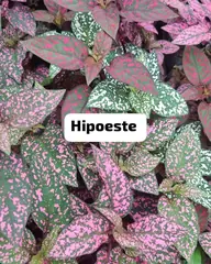Foto: Hipoestes no viveiro do Horto Moura Brasil (etiqueta: “Hipoeste”).