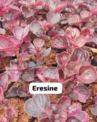 Foto: Iresine no viveiro do Horto Moura Brasil (etiqueta: “Eresine”).