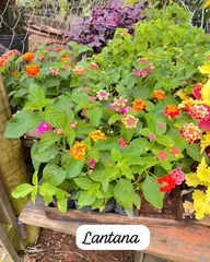 Foto: Lantana no viveiro do Horto Moura Brasil (etiqueta: “Lantana”).