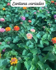 Foto: Lantana no viveiro do Horto Moura Brasil (etiqueta: “Lantana variadas”).