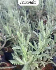 Foto: Lavanda no viveiro do Horto Moura Brasil (etiqueta: “Lavanda”).