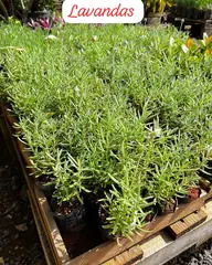 Foto: Lavanda no viveiro do Horto Moura Brasil (etiqueta: “Lavandas”).