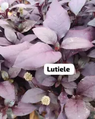 Foto: Lutiela no viveiro do Horto Moura Brasil (etiqueta: “Lutiele”).