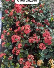 Foto: Mini-ixora no viveiro do Horto Moura Brasil (etiqueta: “Mini exoria”).