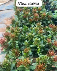 Foto: Mini-ixora no viveiro do Horto Moura Brasil (etiqueta: “Mini exoria”).