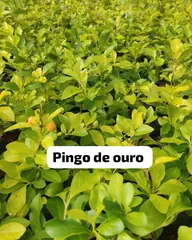 Foto: Pingo-de-ouro no viveiro do Horto Moura Brasil (etiqueta: “Pingo de ouro”).