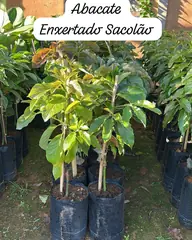 Foto: Abacate no viveiro do Horto Moura Brasil (etiqueta: “Abacate Enxertado Sacolão”).