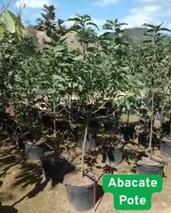 Foto: Abacate no viveiro do Horto Moura Brasil (etiqueta: “Abacate Pote”).