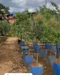 Vídeo: Abacate no viveiro do Horto Moura Brasil (etiqueta: “Abacate enxertado Adulto”).