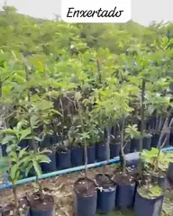 Vídeo: Abacate no viveiro do Horto Moura Brasil (etiqueta: “Abacate Enxertado”).