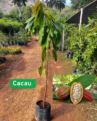 Foto: Cacau no viveiro do Horto Moura Brasil (etiqueta: “Cacau”).