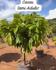Vídeo: Cacau no viveiro do Horto Moura Brasil (etiqueta: “Cacau Semi Adulto”).