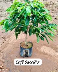 Foto: Café no viveiro do Horto Moura Brasil (etiqueta: “Café Sacolão”).