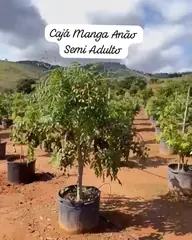 Vídeo: Cajá-manga-anão no viveiro do Horto Moura Brasil (etiqueta: “Cajá Manga Anão Semi Adulto”).