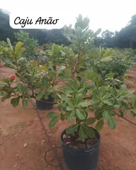 Foto: Caju-anão no viveiro do Horto Moura Brasil (etiqueta: “Caju Anão”).