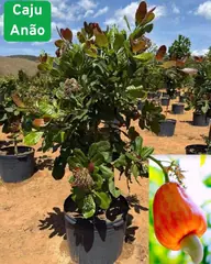 Foto: Caju-anão no viveiro do Horto Moura Brasil (etiqueta: “Caju Anão”).