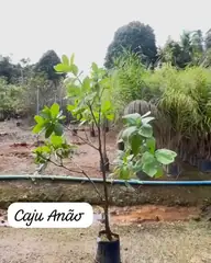 Vídeo: Caju-anão no viveiro do Horto Moura Brasil (etiqueta: “Caju Anão”).
