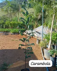 Foto: Carambola no viveiro do Horto Moura Brasil (etiqueta: “Carambola”).