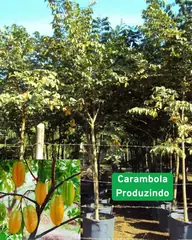 Foto: Carambola no viveiro do Horto Moura Brasil (etiqueta: “Carambola Produzindo”).