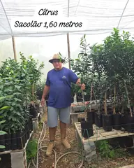 Foto: Cítrus no viveiro do Horto Moura Brasil (etiqueta: “Cítrus Sacolão 1,60 metros”).