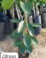 Vídeo: Cítrus no viveiro do Horto Moura Brasil (etiqueta: “Cítricas”).
