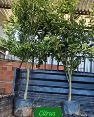 Vídeo: Cítrus no viveiro do Horto Moura Brasil (etiqueta: “Cítrus Adulto”).