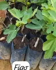 Vídeo: Figo no viveiro do Horto Moura Brasil (etiqueta: “Figos”).