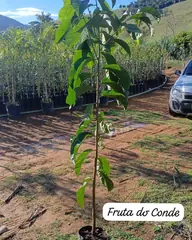 Foto: Fruta-do-conde no viveiro do Horto Moura Brasil (etiqueta: “Fruta do Conde”).