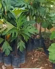 Vídeo: Fruta-pão no viveiro do Horto Moura Brasil (etiqueta: “Fruta Pão Raiz”).