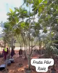 Vídeo: Fruta-pão no viveiro do Horto Moura Brasil (etiqueta: “Fruta Pão Raiz”).