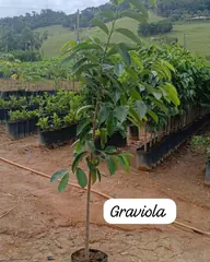 Foto: Graviola no viveiro do Horto Moura Brasil (etiqueta: “Graviola”).