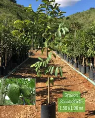 Foto: Graviola no viveiro do Horto Moura Brasil.