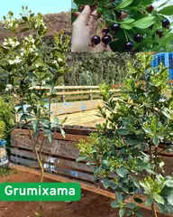 Foto: Grumixama no viveiro do Horto Moura Brasil (etiqueta: “Grumixama”).