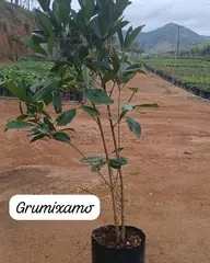 Foto: Grumixama no viveiro do Horto Moura Brasil (etiqueta: “Grumixama”).