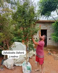 Foto: Jabuticaba Sabará no viveiro do Horto Moura Brasil (etiqueta: “Jabuticaba Sabará 3 metros”).