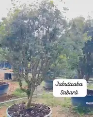 Vídeo: Jabuticaba Sabará no viveiro do Horto Moura Brasil (etiqueta: “Jabuticaba Sabará”).
