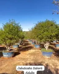 Vídeo: Jabuticaba Sabará no viveiro do Horto Moura Brasil (etiqueta: “Jabuticaba Sabará Adulta”).