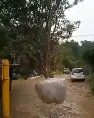 Vídeo: Jabuticaba no viveiro do Horto Moura Brasil.
