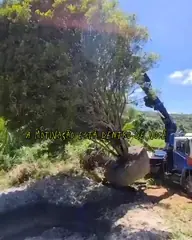 Vídeo: Jabuticaba no viveiro do Horto Moura Brasil (etiqueta: “A MOTIVAÇÃO ESTÁ DENTRO DE VOCÊ”).